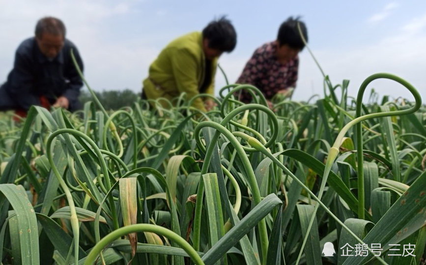 蒜薹遭遇"滑铁卢",蒜农免费送还给钱:盼大蒜能卖个好价钱