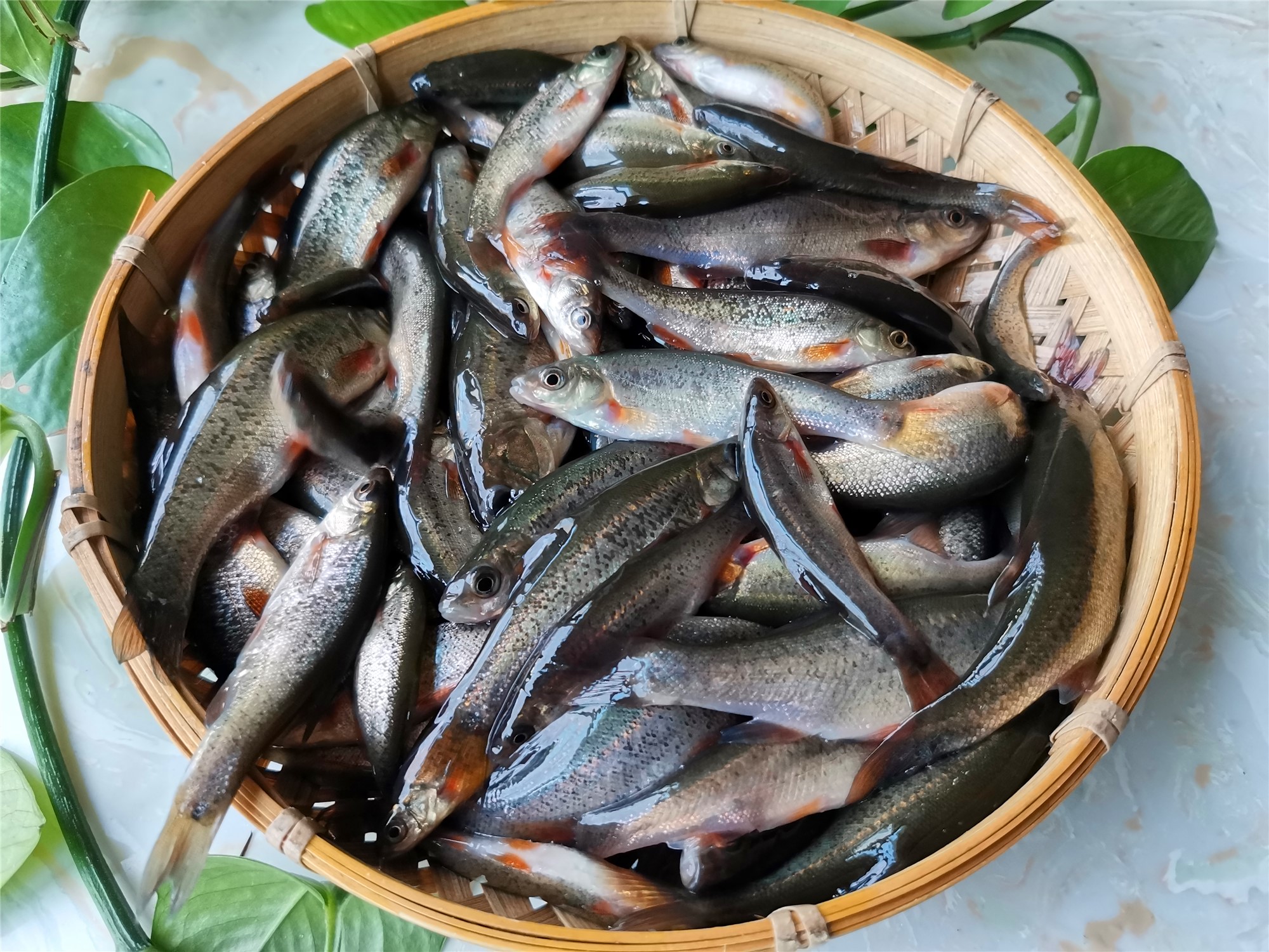 东北以前常见的淡水小野生鱼,你吃过几种?全吃过的人不多