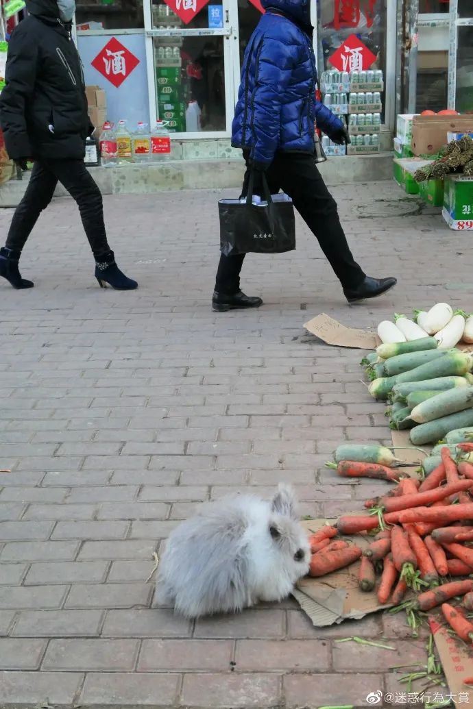 谢谢观看~天天趣图祝您开心快乐每一天!