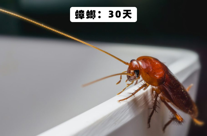 科普时间:10种生物在失去食物以后,可以坚持多久?
