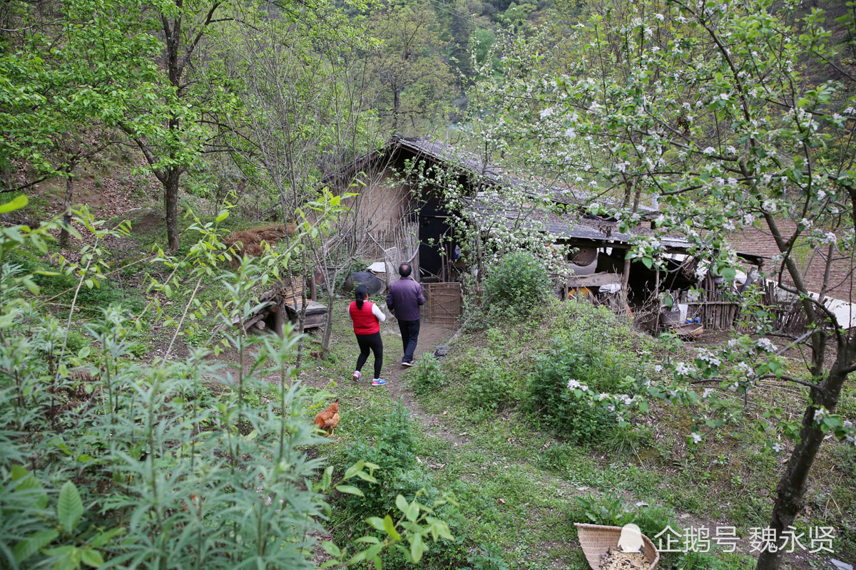 陕西宁陕,秦岭人家,夫妻留守大山,照料老妈,供女儿读大学