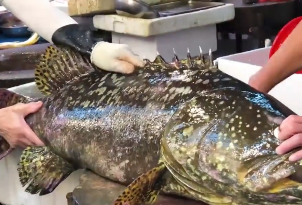 "鱼王"如何切割100斤的巨型石斑鱼,不愧是海鲜终结者
