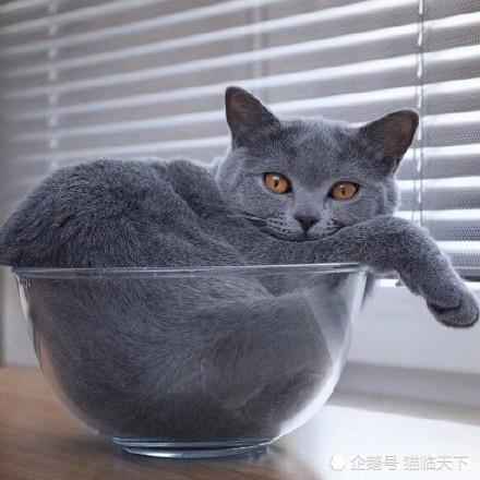 英国蓝猫,英国短毛猫,热门猫,排名第一的猫,健康纯种猫