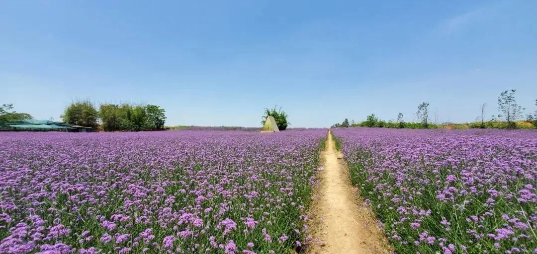 薰衣草,蔚然花海