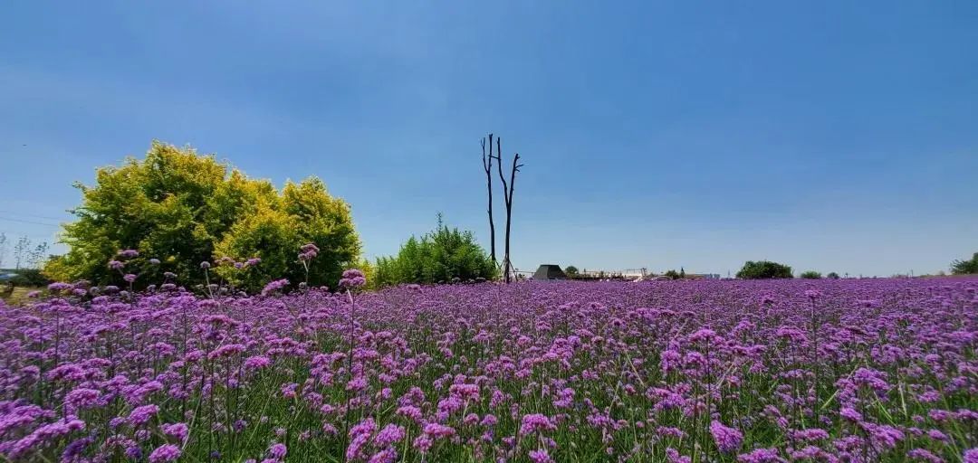 薰衣草,蔚然花海