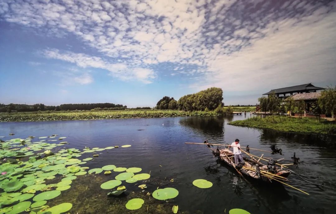 湿地,济宁,湿地公园,南四湖