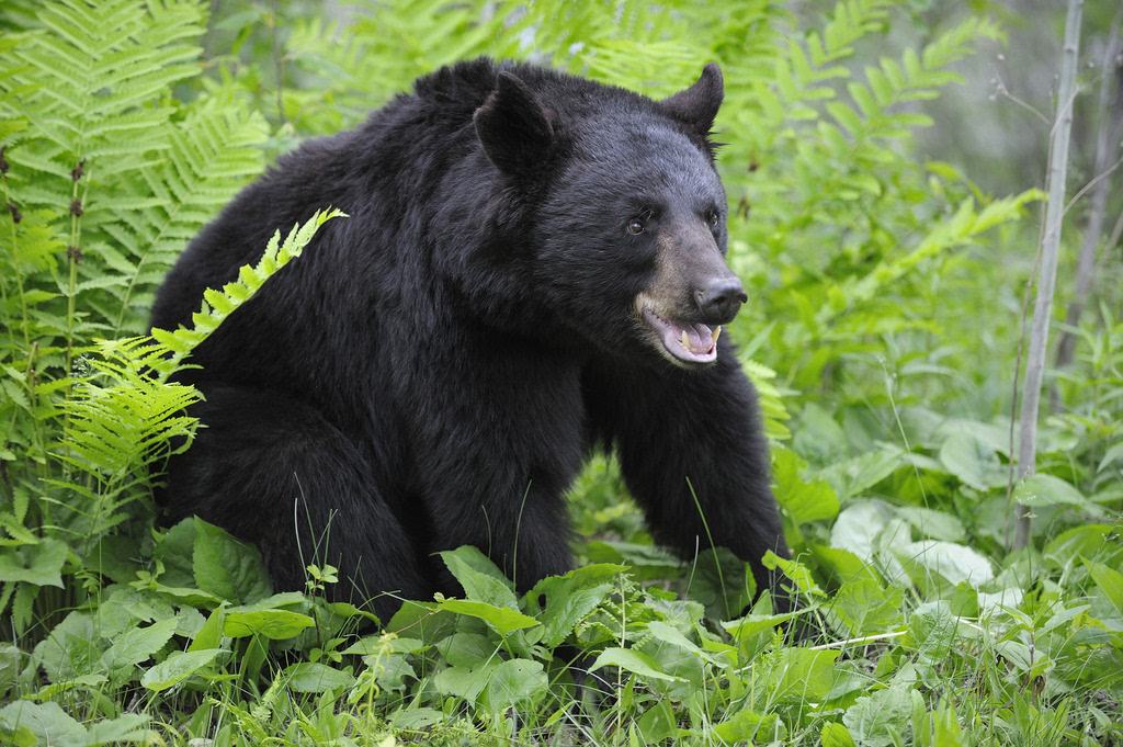 四川江油黑熊袭击村民致3人死亡,为防止恶化特警果断将黑熊击毙