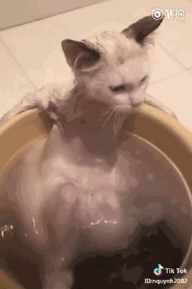 猫咪洗澡