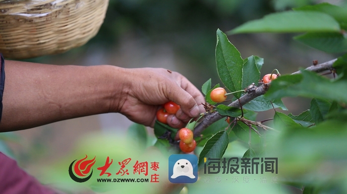 火樱桃,山亭区,枣庄,水泉镇,樱桃