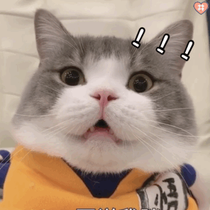 猫咪表情包 可爱gif表情
