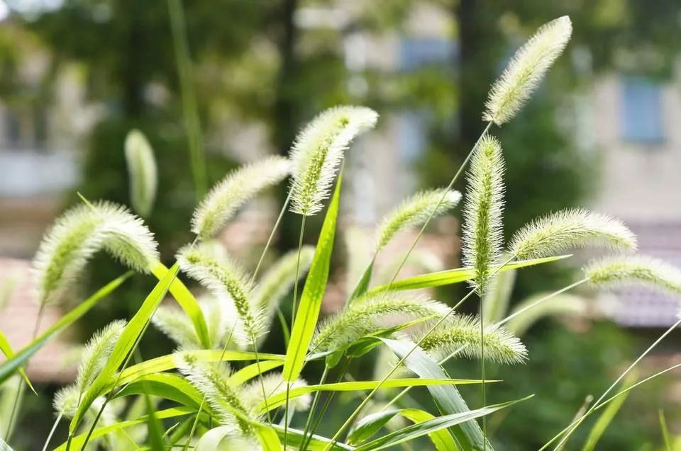 别号狗毛草,绿狗尾草,青狗尾草,禾本科,一年生草本植物.