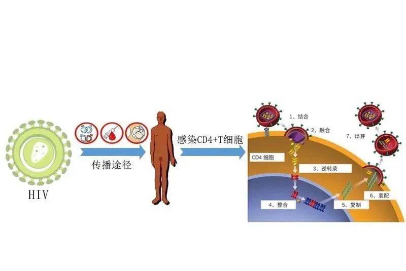 人类免疫缺陷病毒,艾滋病,病毒