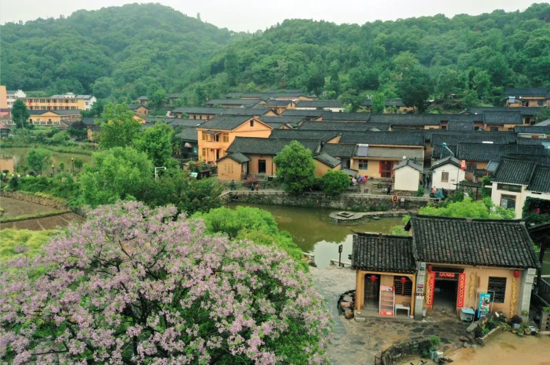 乡村旅游,濮阳,姜庄村,信阳,洛阳,台前县