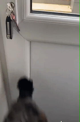 邻居汪每天来家里敲门找朋友网友仿佛看到了自己撒欢的童年