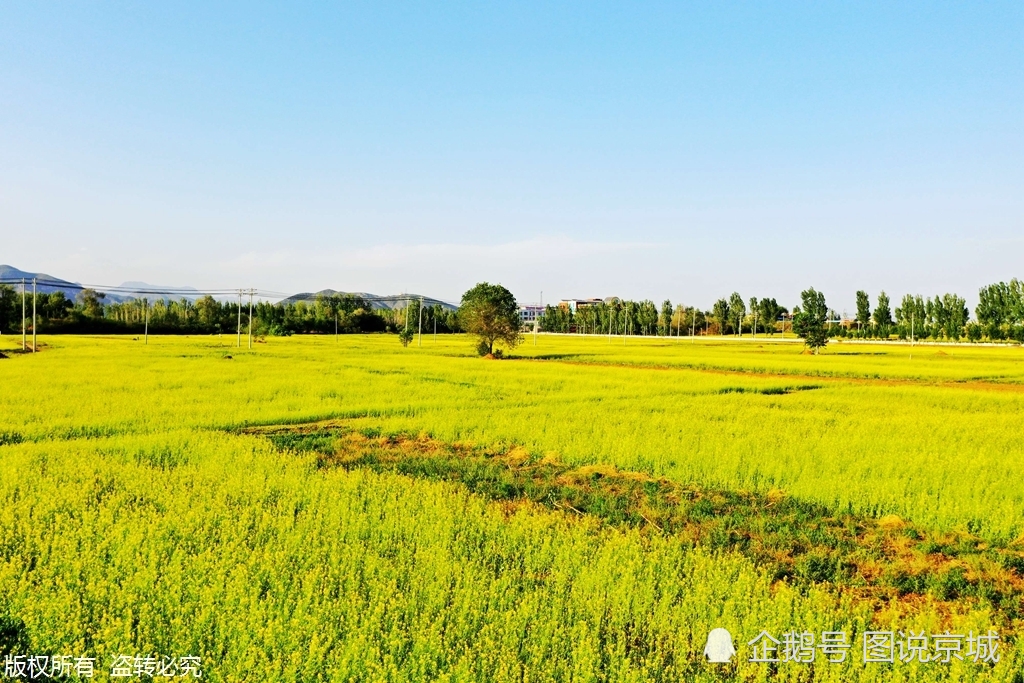 北京房山:千亩油菜花绽放初夏,好似金色地毯铺盖大地