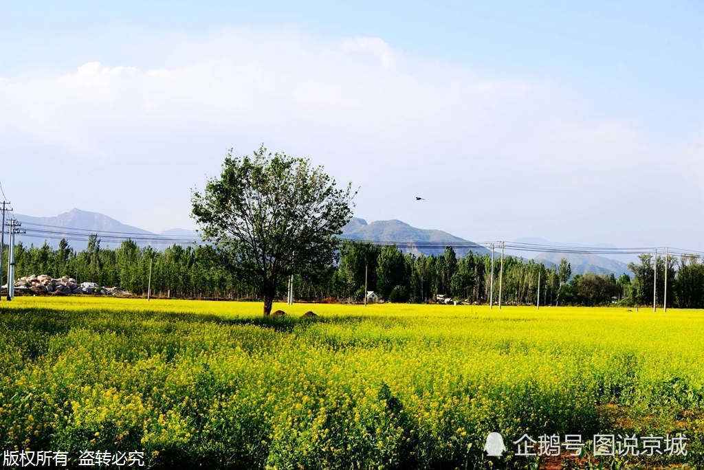 北京房山:千亩油菜花绽放初夏,好似金色地毯铺盖大地