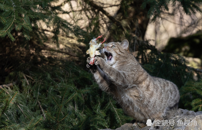 家猫,猫科动物,澳洲野猫,驯化,外来物种