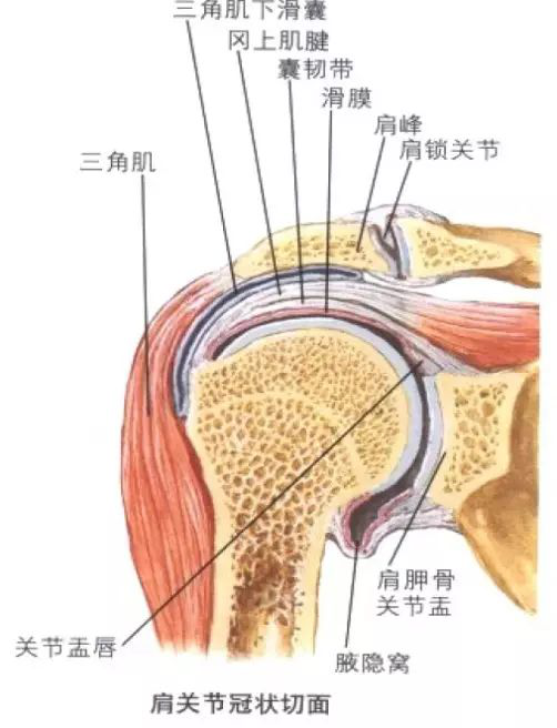 肩袖是覆盖于肩关节前,上,后方,由冈上肌,冈下肌,小圆肌,肩胛下肌的