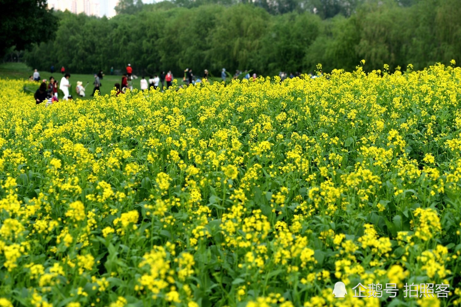 沈阳油菜花盛开 这里成赏花人的打卡地