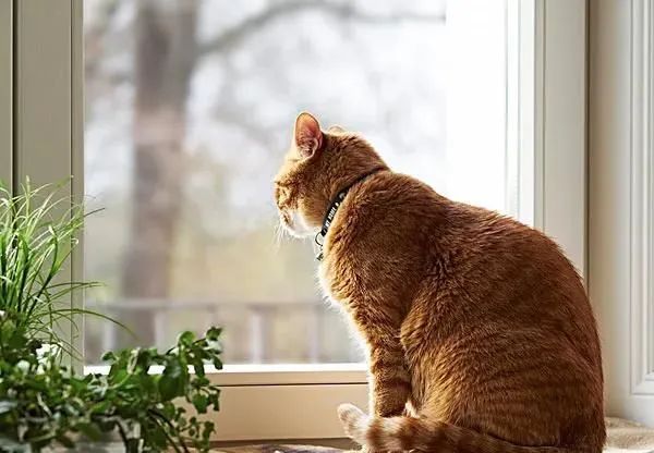 猫咪的叫声都在表达什么意思呢?来看看你的