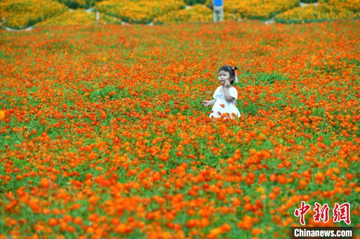 福州花海公园大片硫华菊盛开引游人