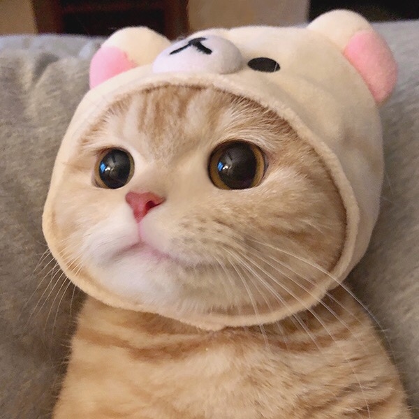 可爱猫咪头像 表情包分享 看点快报