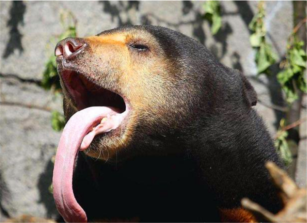 黑熊,舌头,倒钩