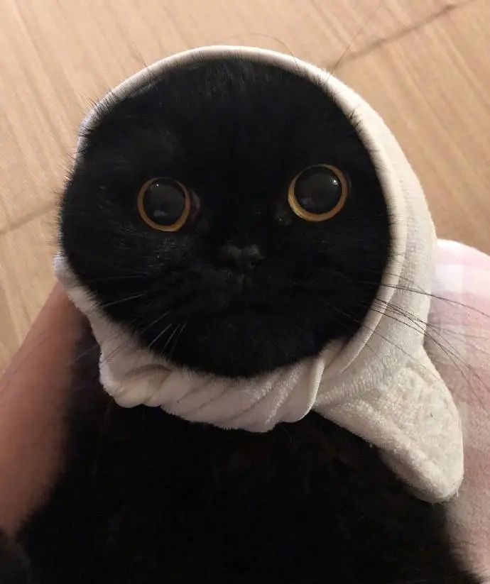 黑色萌宝 @zoe_ombraoscura 最后一张图 它叫深渊 留言话题 有养黑猫