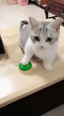 搞笑,萌,萌宠,喵星人