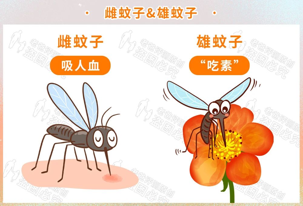 雌蚊子通过感应 动物或人产生的二氧化碳,气味,热量及挥发出来的化学