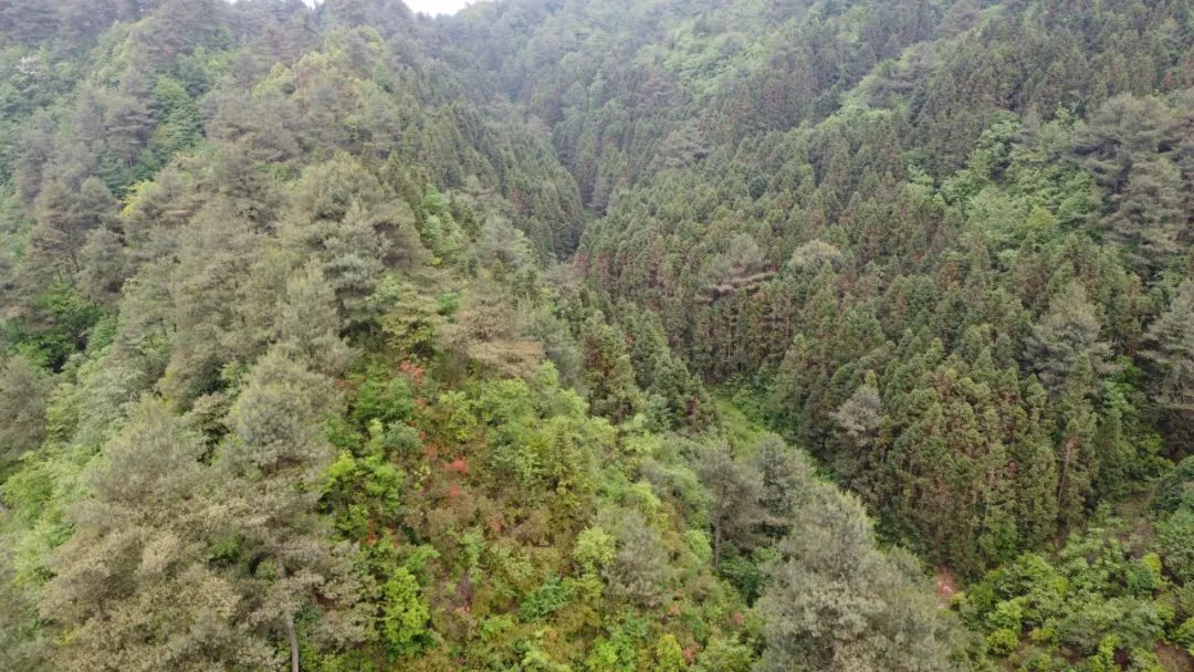 小草坝,方竹,彝良县,竹笋