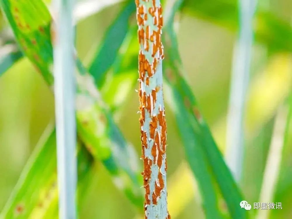 小麦秆锈病,危害部位以茎秆和叶鞘为主,也会危害叶片基部和穗部,不