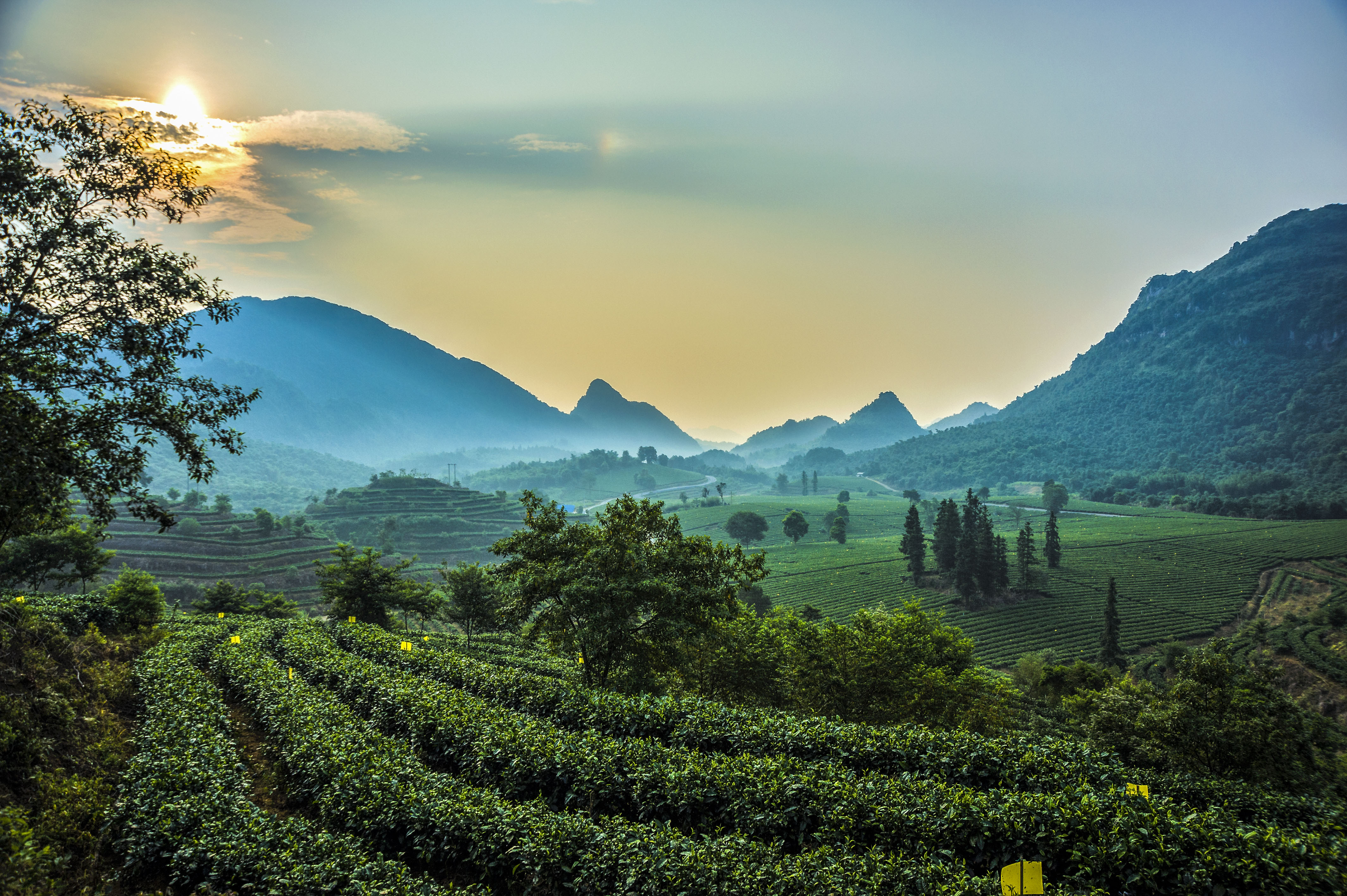 首个"国际茶日",叹叹广东茶是什么滋味?