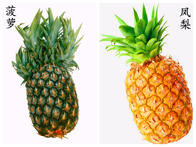 都是名字惹的祸,菠萝和凤梨到底是不是同一种水果?如何区分?