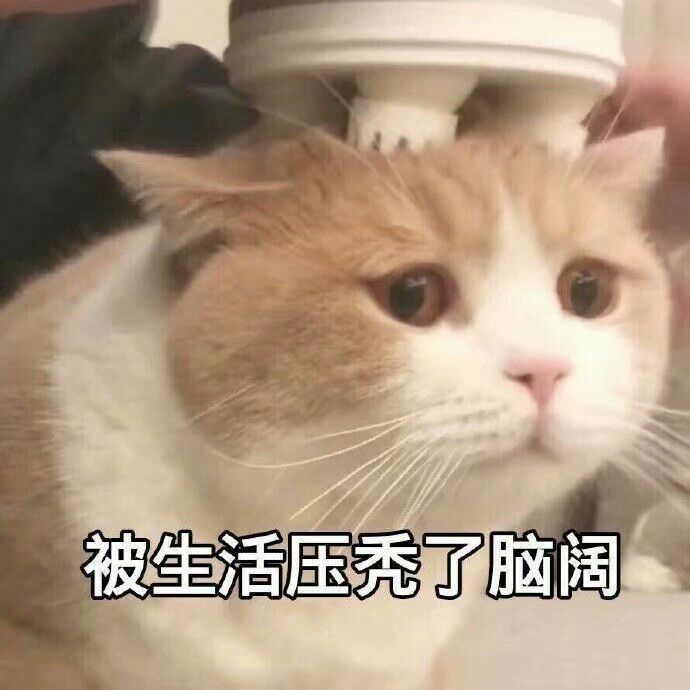 无水印表情包:可爱猫咪表情包来咯