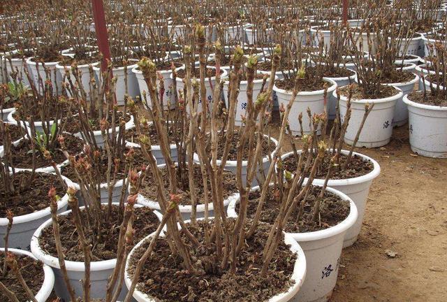 养一盆牡丹花不简单,秋天种植春天发芽,施肥修剪别拉下呼呼开花