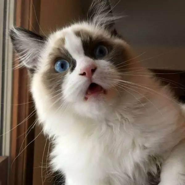 猫咪求抱抱,猫咪安慰人,橘猫