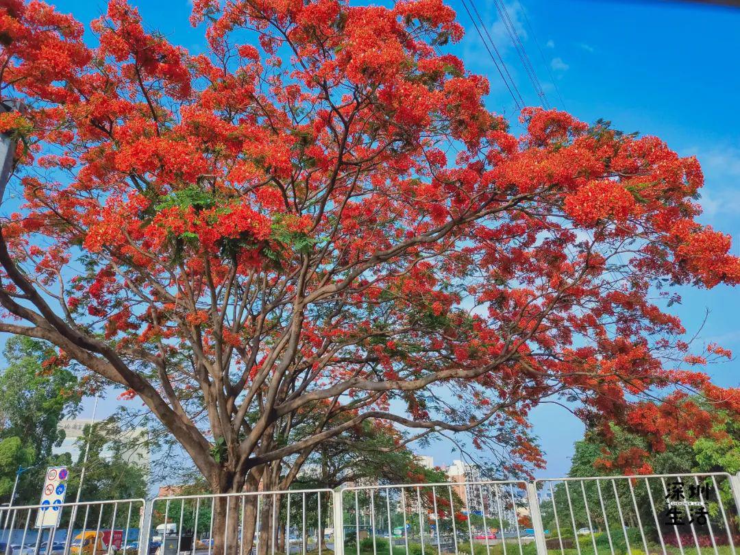 深圳全城"花痴"!