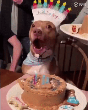 狗狗用13-15年的时间与你交换每一次的生日祝福……