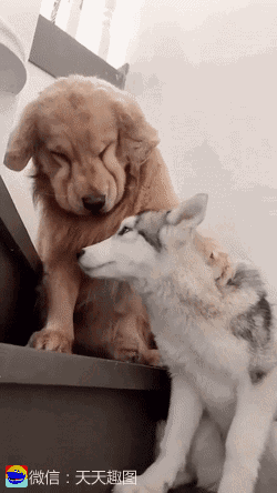 萌宠真是一只让人心疼的小猫咪