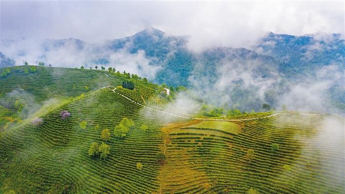 青青茶叶 富了百姓绿了山乡