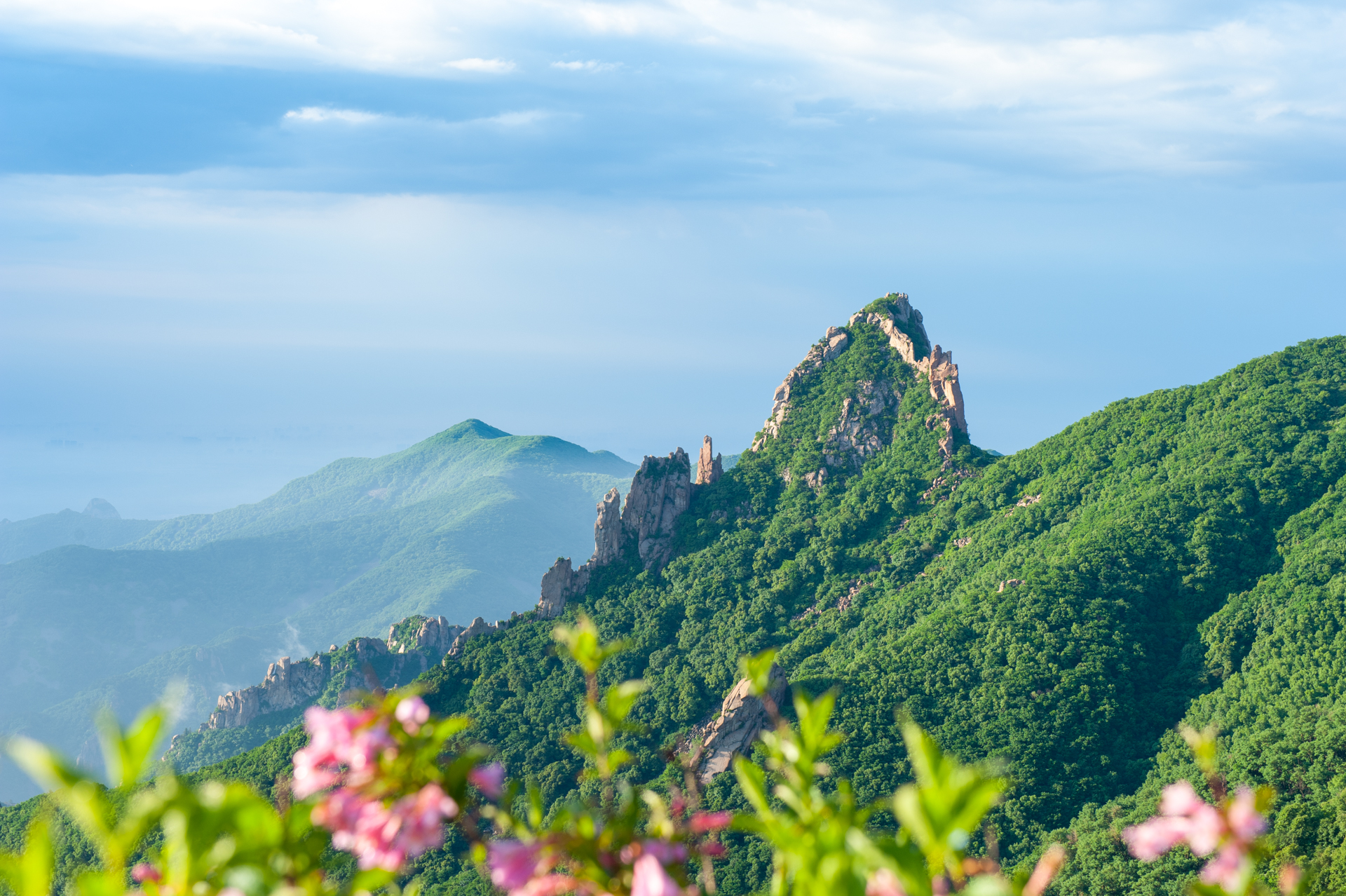 天女木兰花,5月赏花游,祖山,抚顺,中国之最