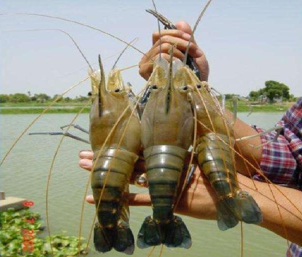 越南湄公河大虾泛滥,当地人无计可施,想请中国游客帮忙