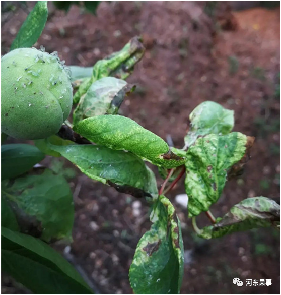 病虫害防治,苹果_植物,蚜虫,斑点落叶病,农药