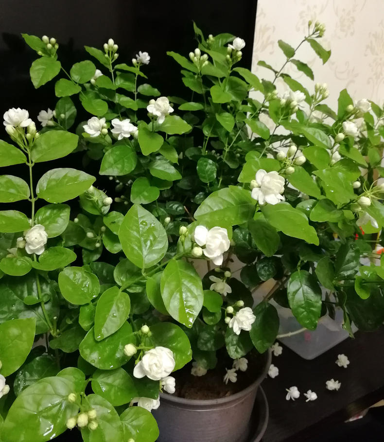 茉莉进入花期,养护做到"4个多",茉莉疯狂爆花,开花好几次