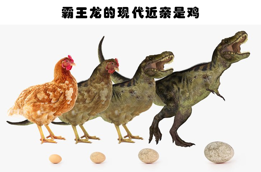 几十年来,恐龙一直被认为是爬行动物,可以肯定的是,它们体型较大,但