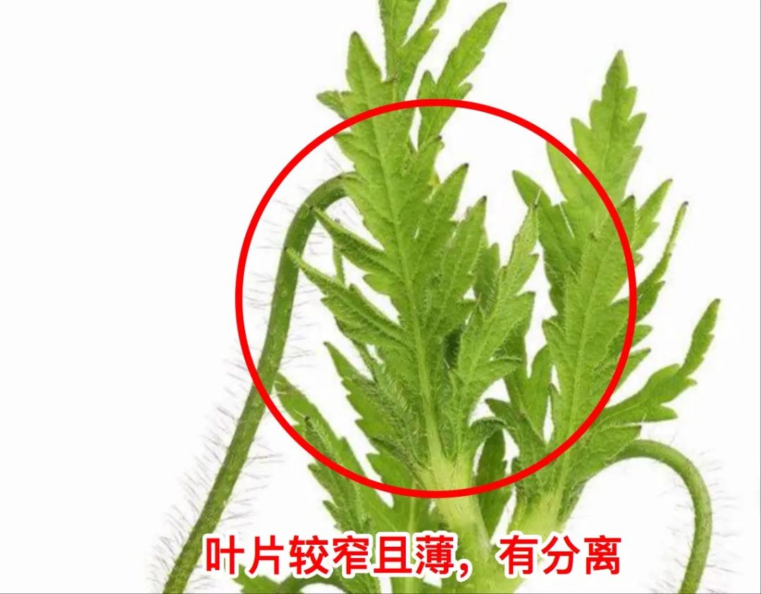 缉毒民警赶到现场后笑了