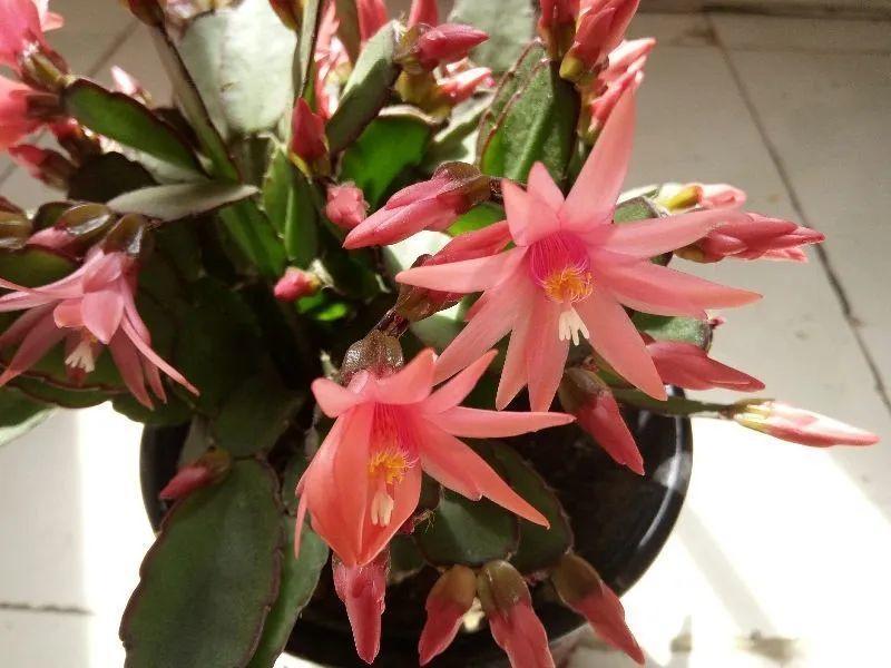 1种花不是真昙花,1次能开上百朵,比蟹爪兰美,怪不得都