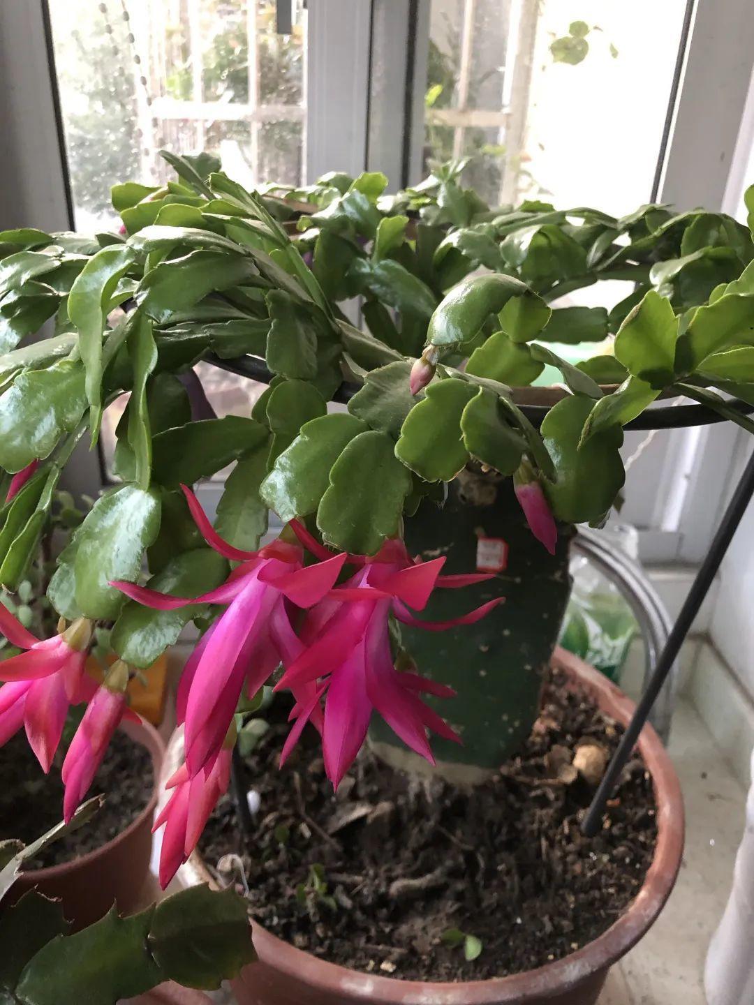 1种花不是真昙花,1次能开上百朵,比蟹爪兰美,怪不得都