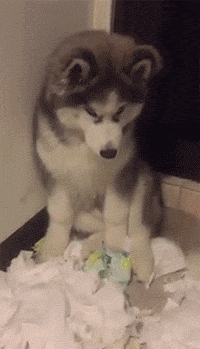 它们一般会出现以下五种行为